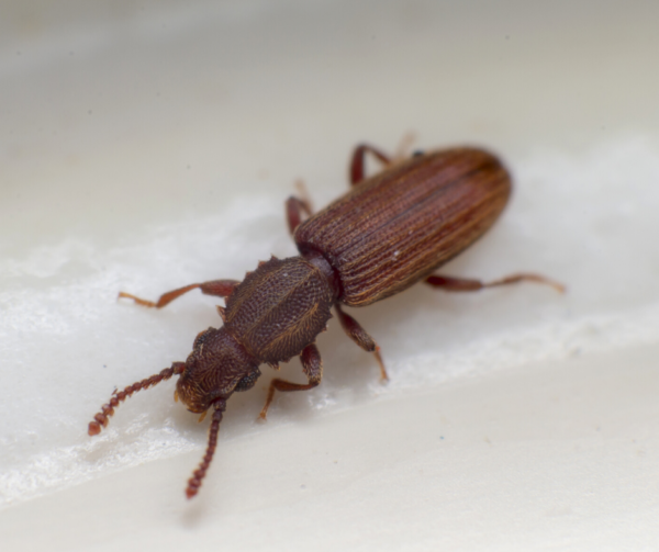 Merchant Grain Beetle close up white background