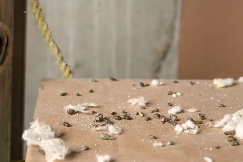 Lots of mice poop on a cardboard box with ceiling insulation pieces. Rodent droppings is a sign of a rat or mice infestation.