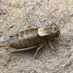 Mormon Cricket in dirt | invasive pest in Modesto CA