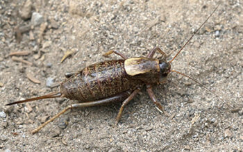 Mormon Cricket in dirt | invasive pest in Modesto CA