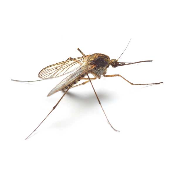 Mosquito close up white background