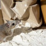 mouse contaminating flour in a pantry