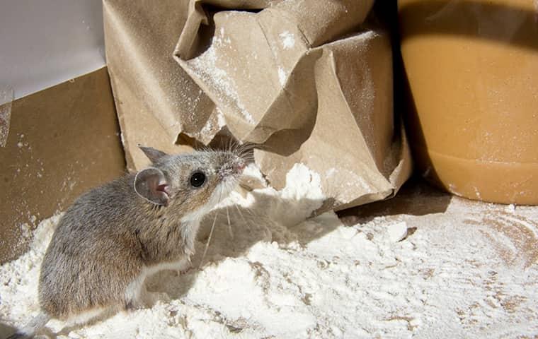 mouse contaminating flour in a pantry