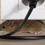 a mouse crawling around a home