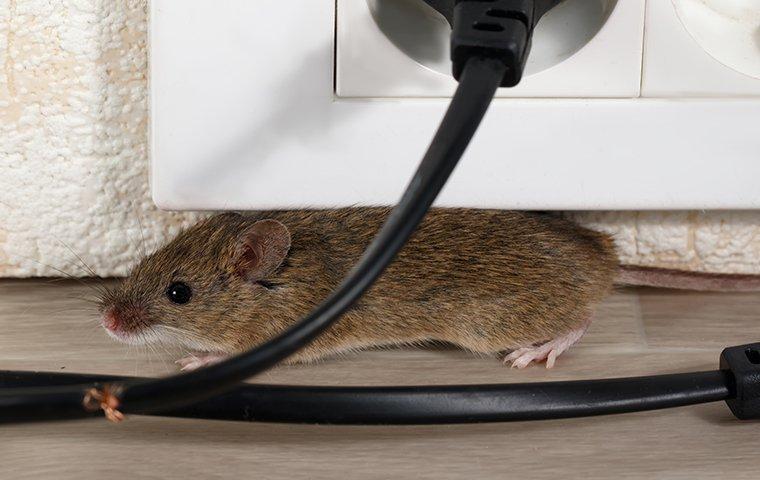 a mouse crawling around a home