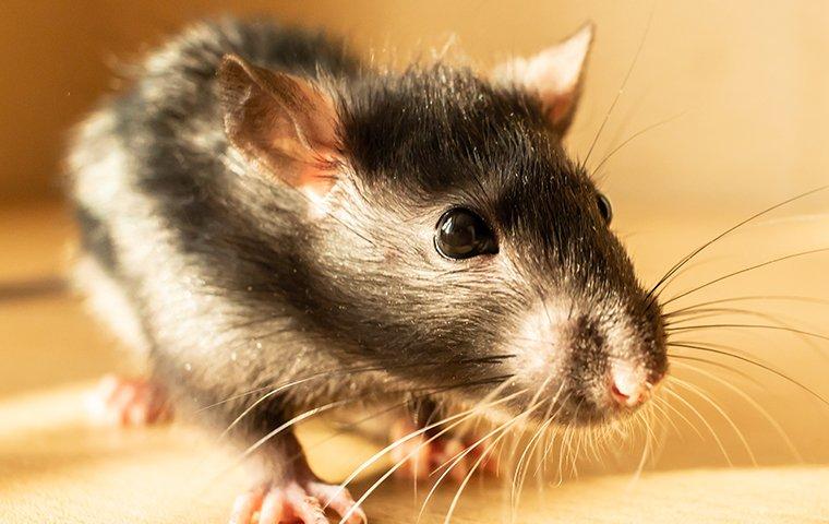 Norway rat crawling in a living room