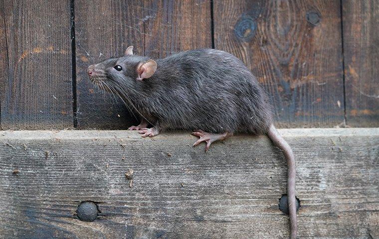 Norway rat crawling on a fence in Modesto