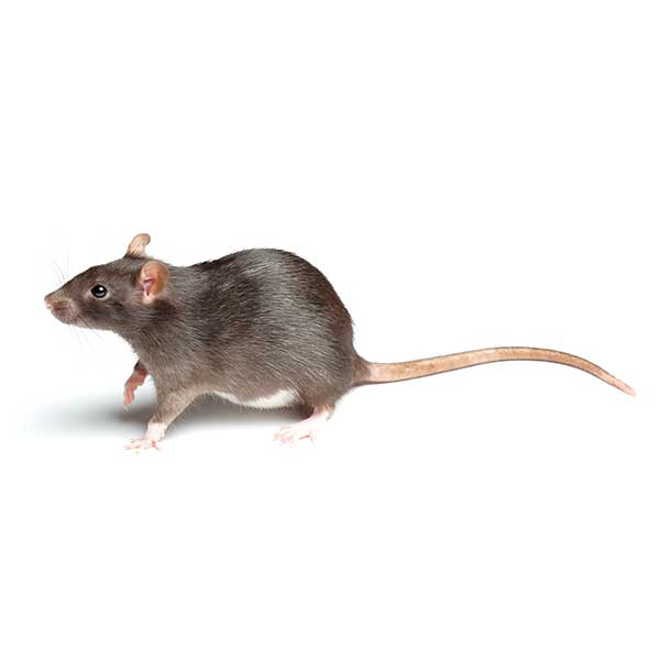 Norway Rat | InsectIQ Pest Control Service serving Modesto, CA