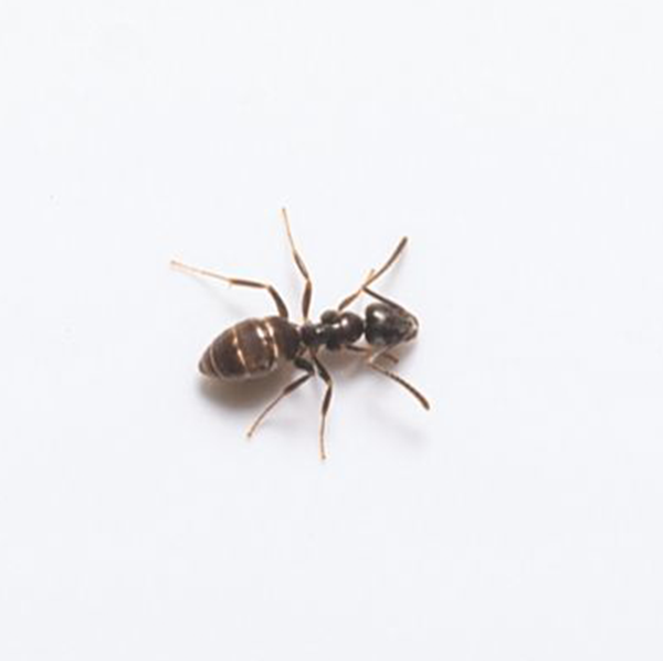 Odorous House Ant close up white background