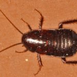 oriental cockroach in Modesto, CA