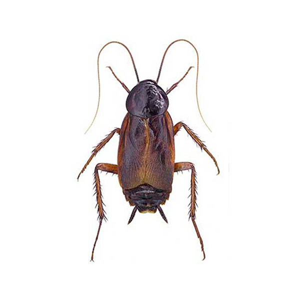 Oriental Cockroach close up white background