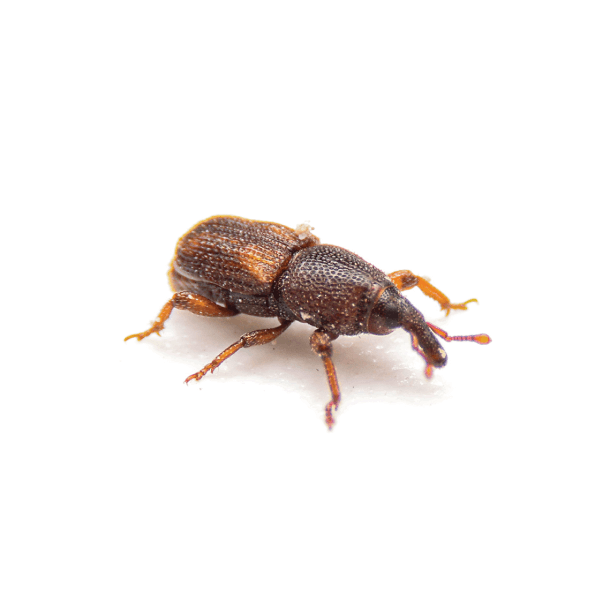 Insect Q Pest Identification Library Identification & Info | Insect IQ, Inc ...