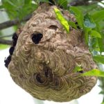 Paper wasp nest hanging from a tree in Modesto