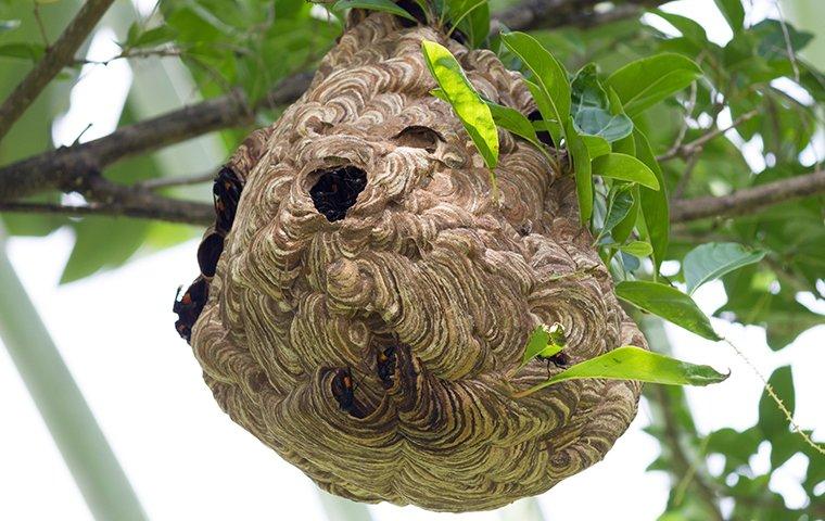 Paper wasp nest hanging from a tree in Modesto