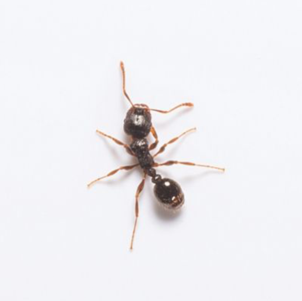 Pavement Ant close up white background