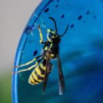 wasps enjoying yard décor