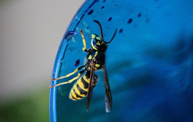 wasps enjoying yard décor