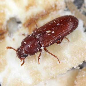 Red Flour Beetle close up