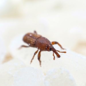 Rice Weevil close up 