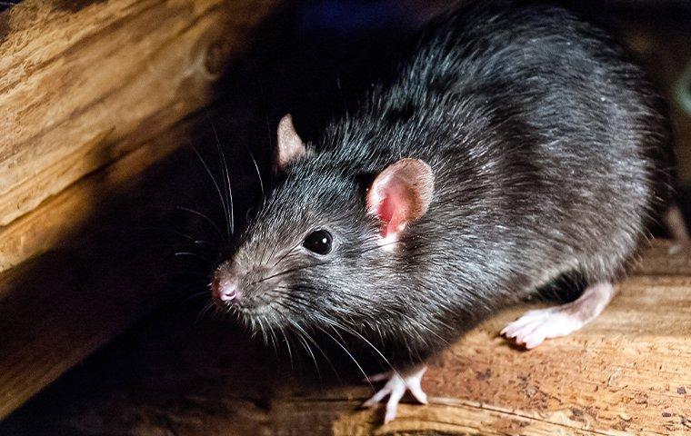 roof rat inside an attic