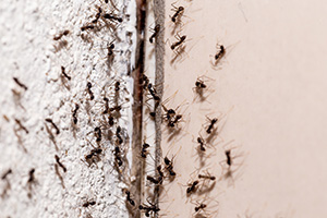 Signs of ant infestation with Insect IQ in Modesto CA