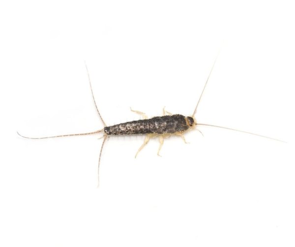 Silverfish close up white background