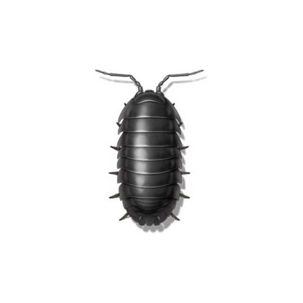 Sow Bug | InsectIQ Pest Control Service serving Modesto, CA