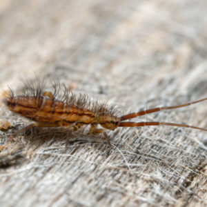 Springtail close up 