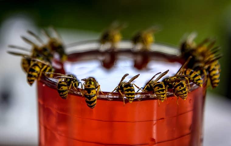 wasp around a cup of water
