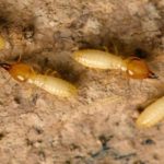 termites infesting a home