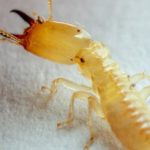 termite crawling inside a home