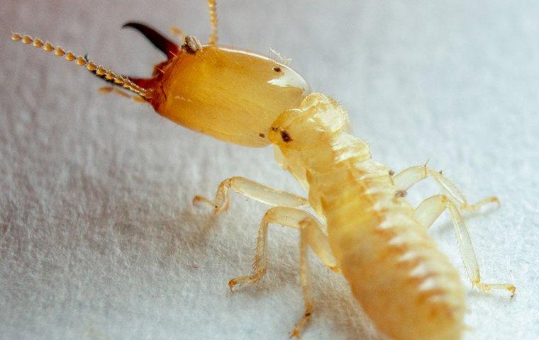 termite crawling inside a home