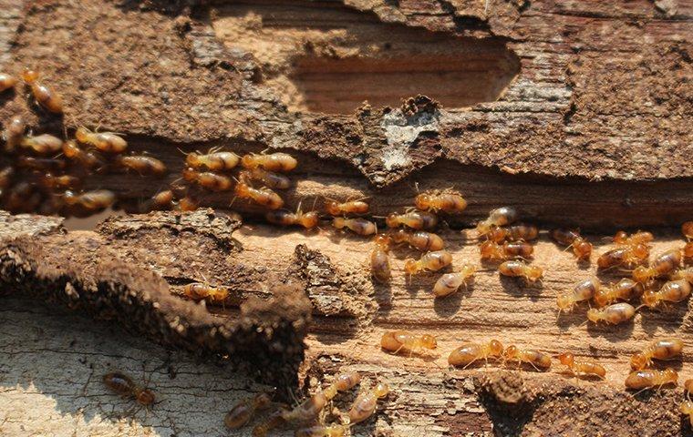 Termites crawling inside the walls of a Modesto Home