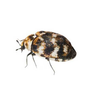 Varied Carpet Beetle | InsectIQ Pest Control Service serving Modesto, CA