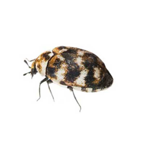Varied Carpet Beetle close up white background