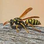 wasp crawling on fence