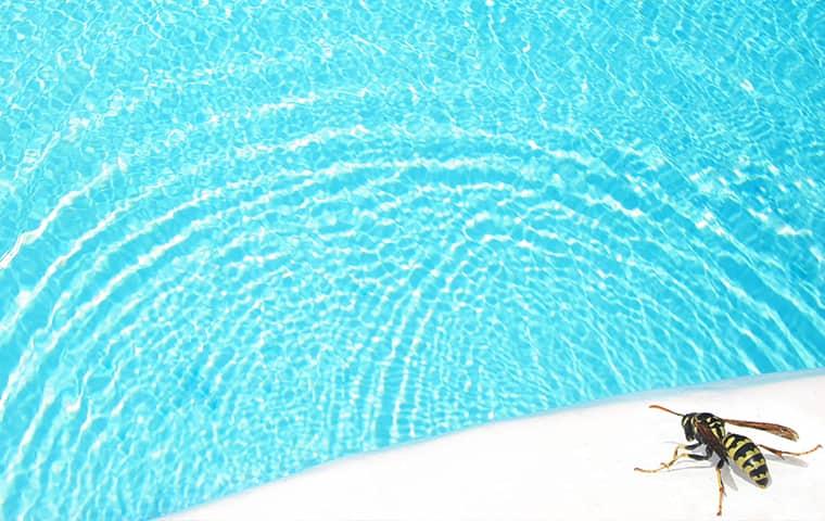 wasps around a Modesto swimming pool