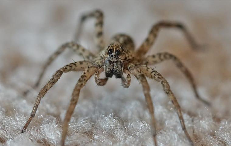 wolf spider on the carpet