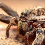 close up image of a wolf spider
