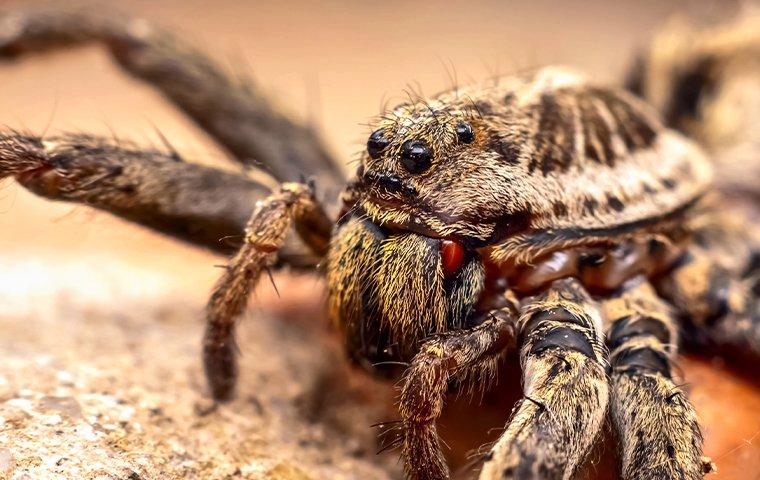 close up image of a wolf spider